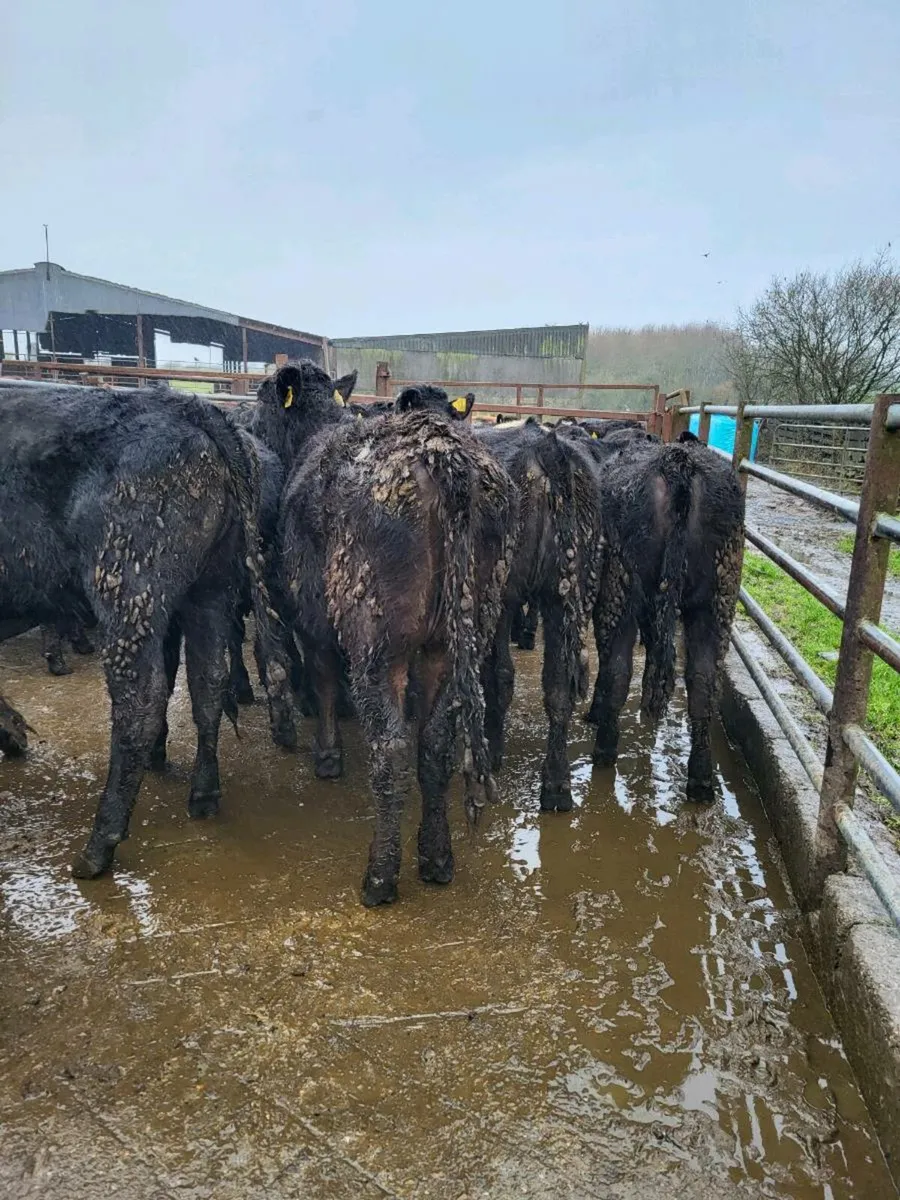 Limousine heifers - Image 4