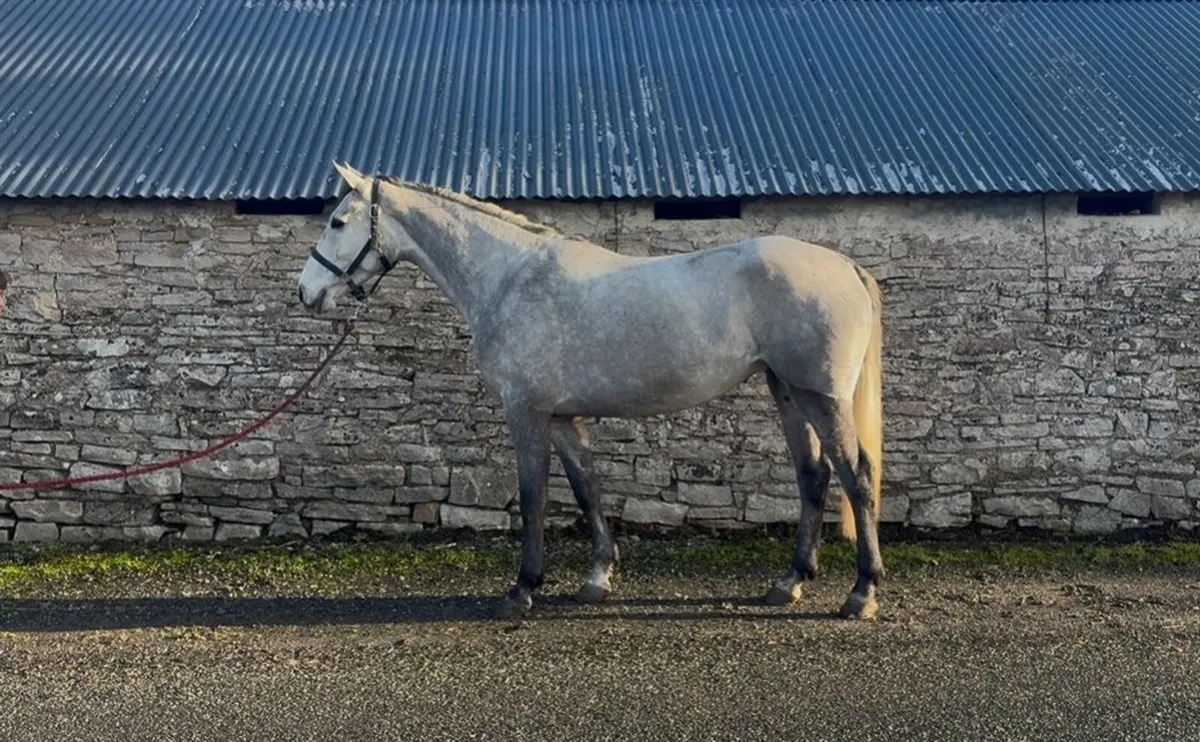 Beautiful Connie x TB - Image 3