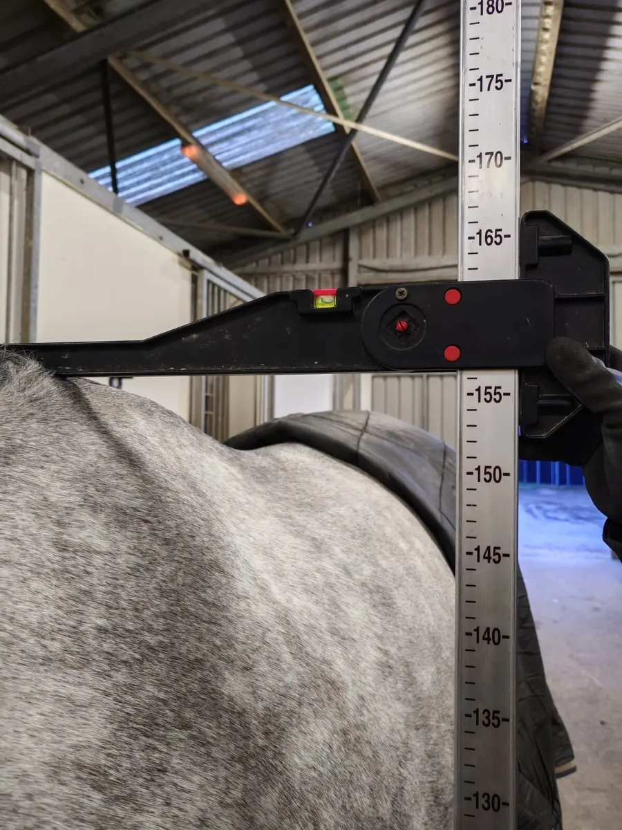 Beautiful Connie x TB - Image 4