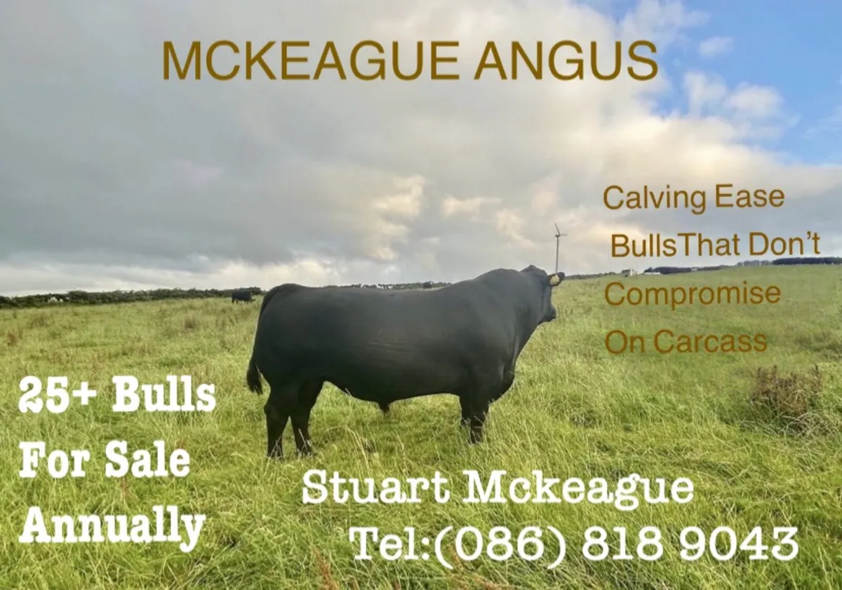 Pedigree Angus bull