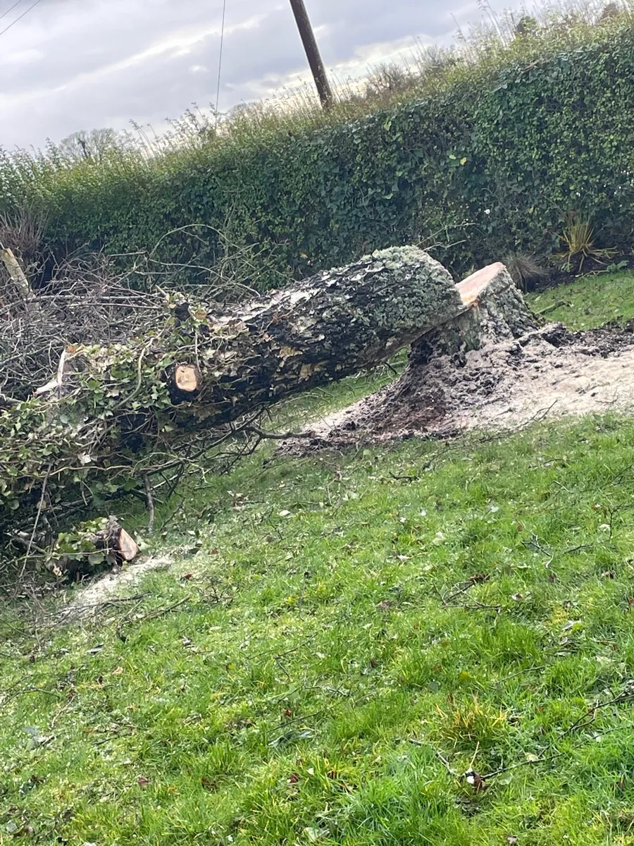 Wood for sale €200 everything to go large trailer - Image 3