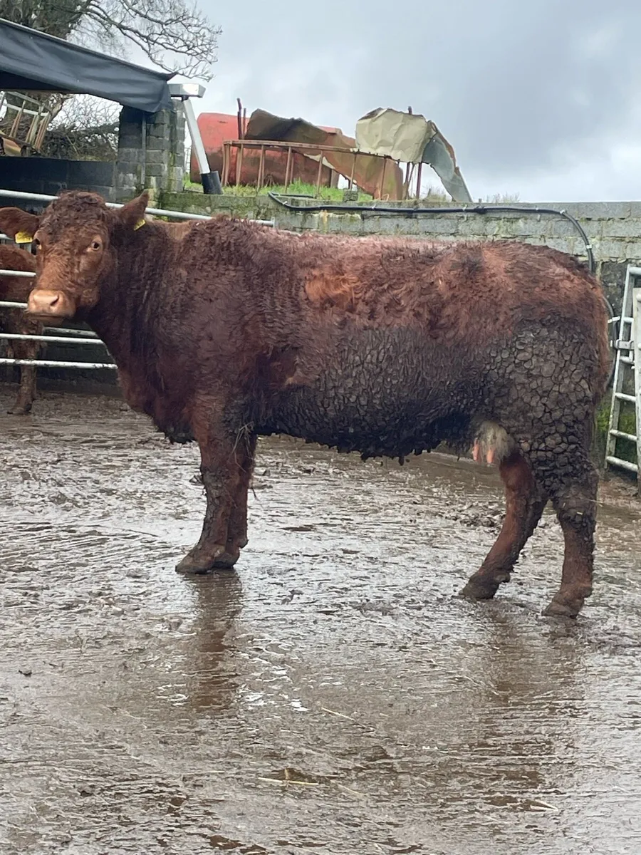 4star⭐️genotyped roan incalf cow for sale - Image 1