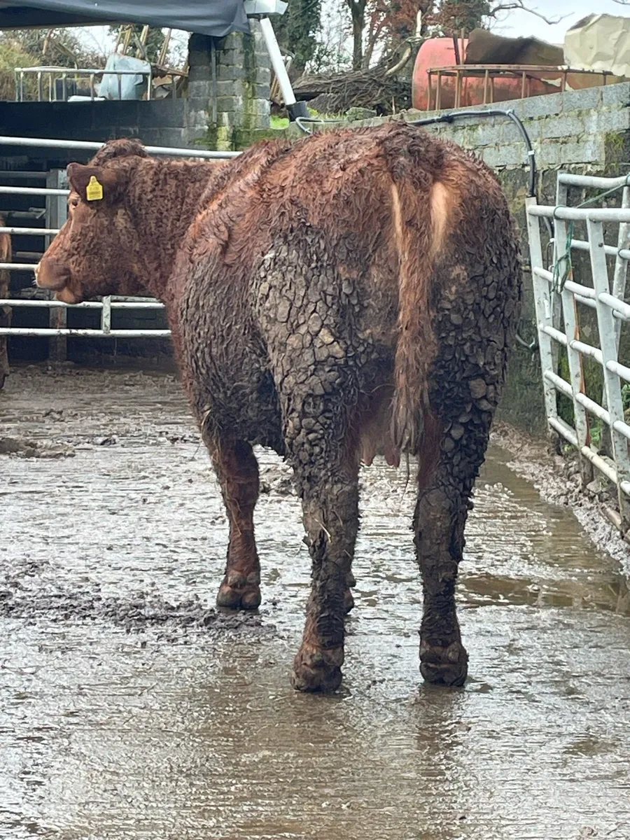 4star⭐️genotyped roan incalf cow for sale - Image 4