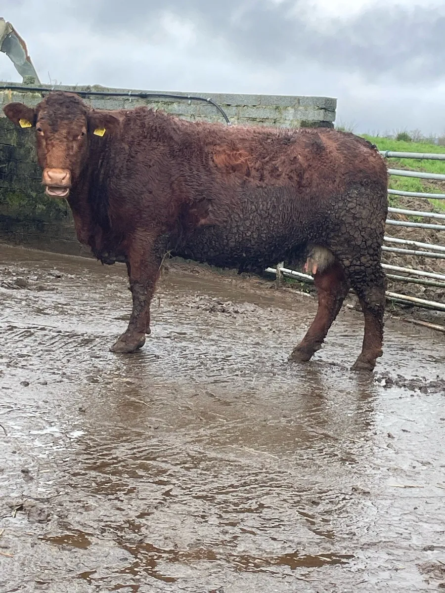 4star⭐️genotyped roan incalf cow for sale - Image 2