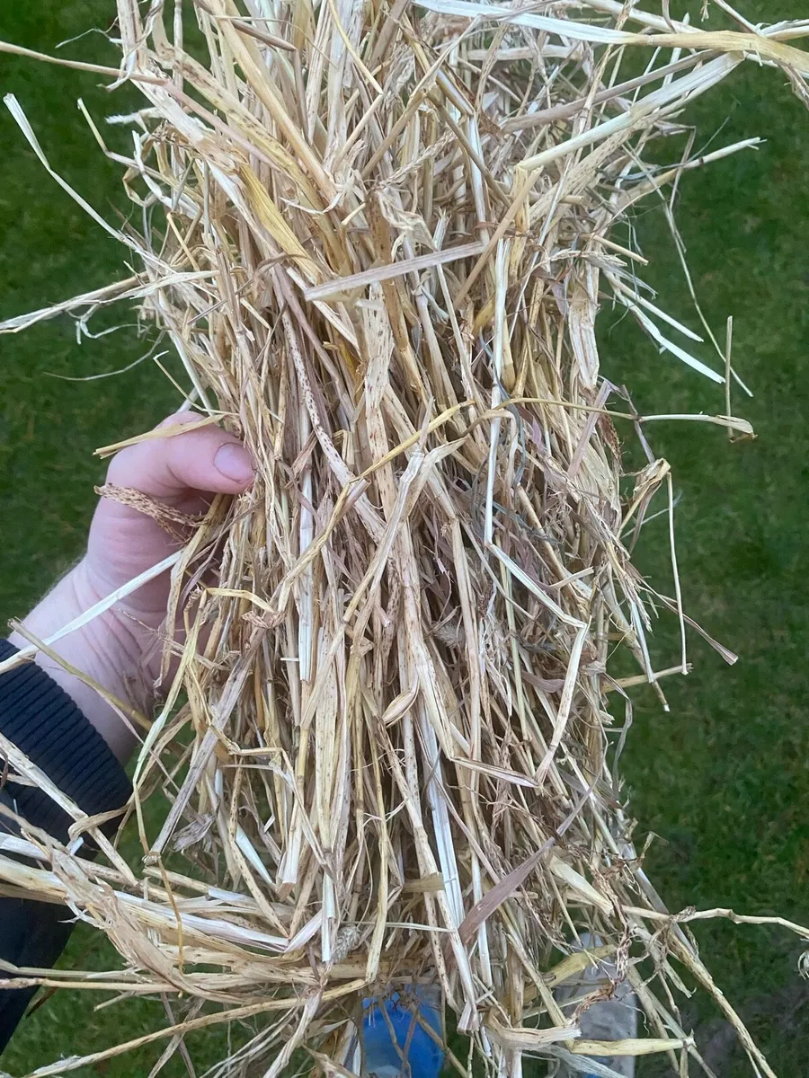 Straw  Delivery included - Image 2