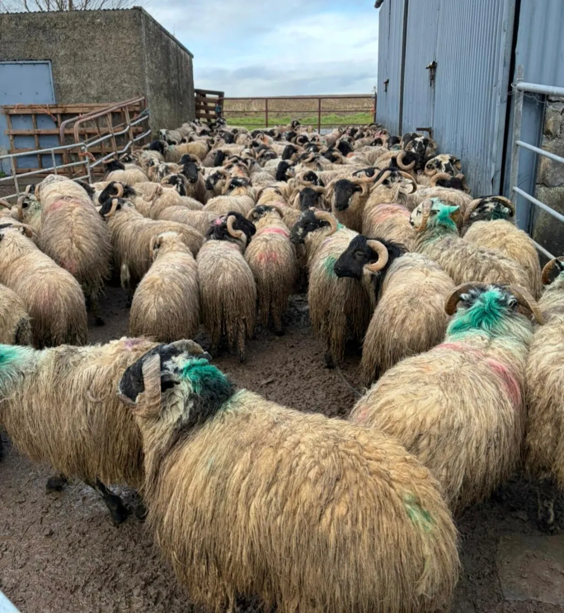 200 Scotch Ram Hoggets - Image 3