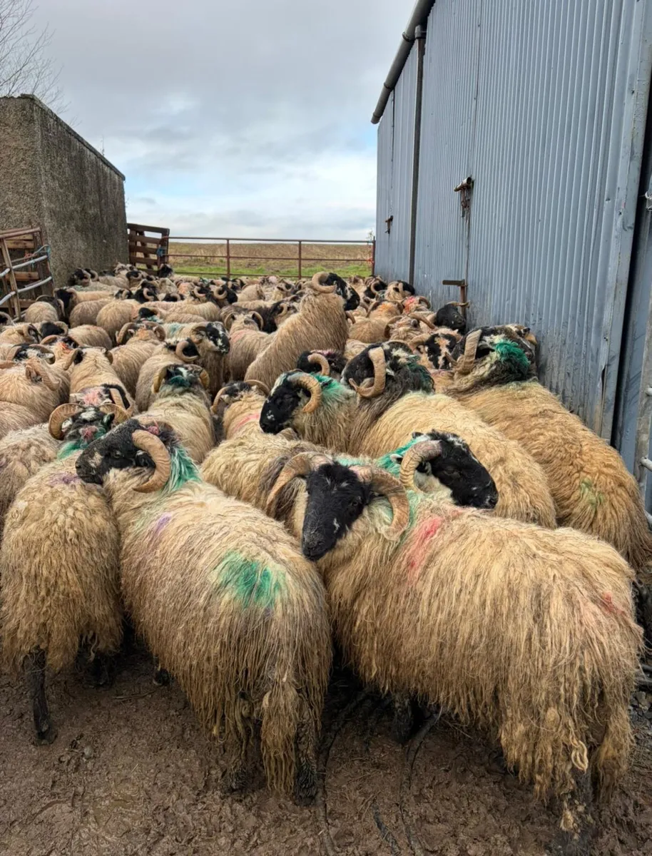 200 Scotch Ram Hoggets - Image 1