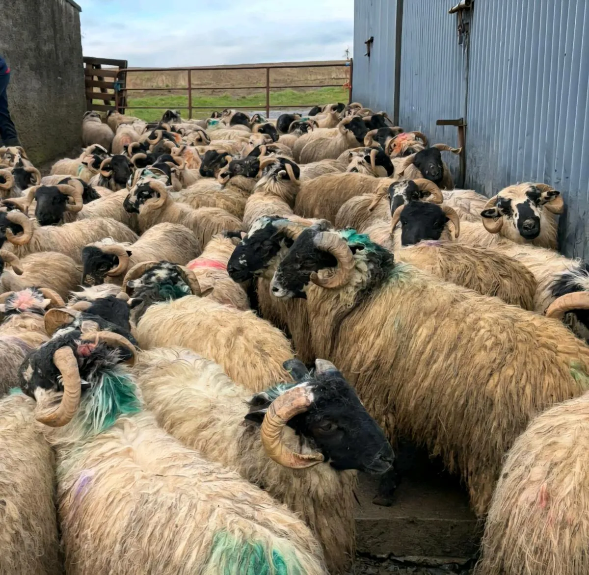 200 Scotch Ram Hoggets - Image 2