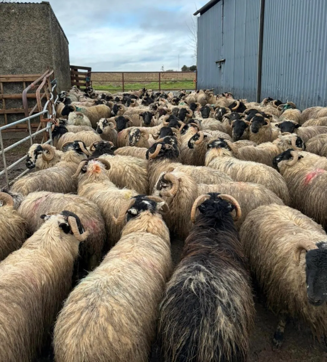 200 Scotch Ram Hoggets - Image 4