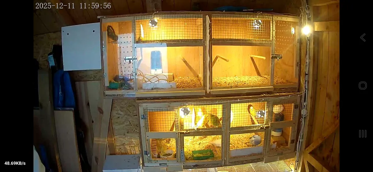 2 x Large flight breeding cages for sale - Image 3