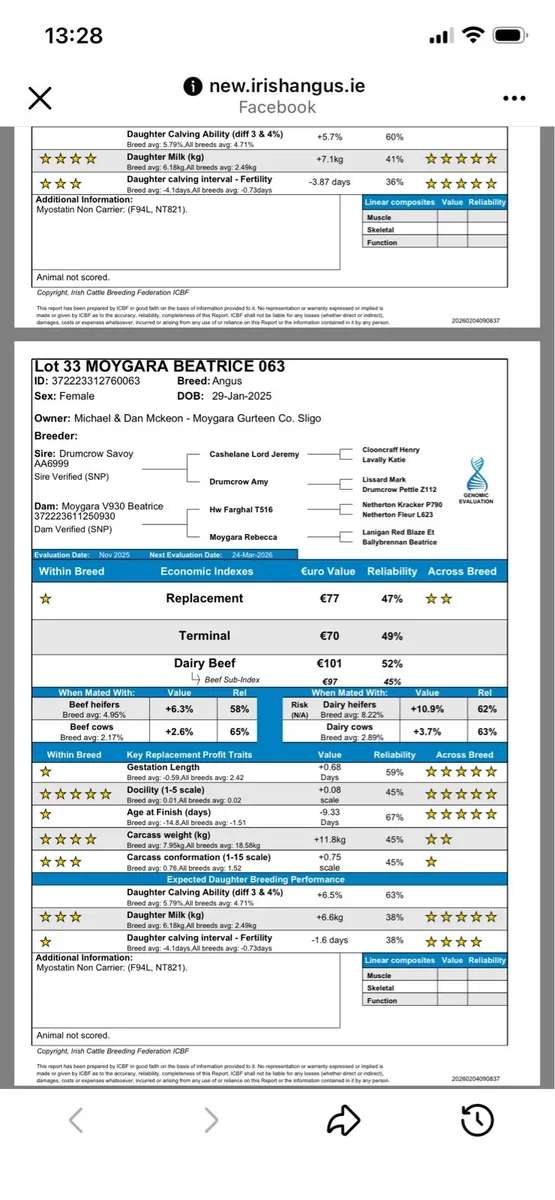 Angus Heifer Ballymote tomorrow - Image 4