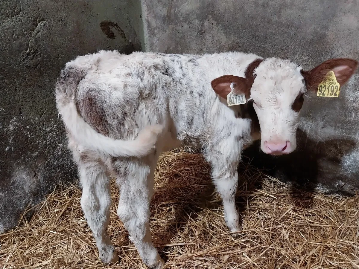 CALVES FOR SALE HEIFERS AND BULLS. - Image 1