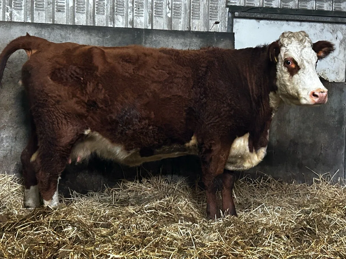 4 Star In-Calf Hereford Cow To A.I Rolex - Image 1