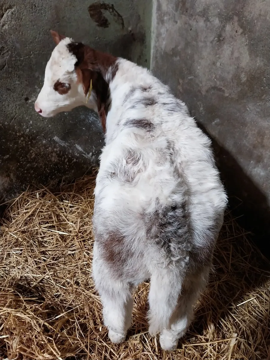 CALVES FOR SALE HEIFERS AND BULLS. - Image 3