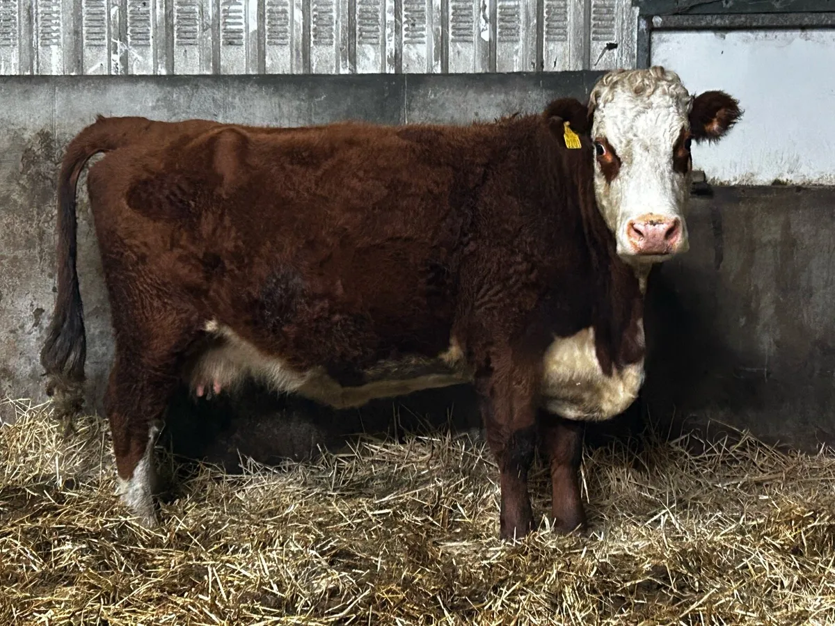 4 Star In-Calf Hereford Cow To A.I Rolex - Image 3