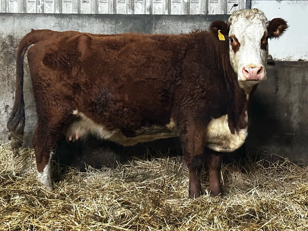 4 Star In-Calf Hereford Cow To A.I Rolex - Image 4
