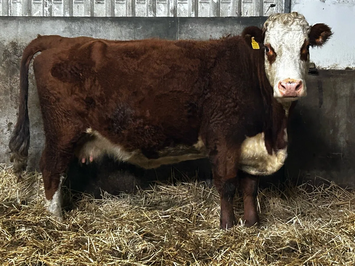 4 Star In-Calf Hereford Cow To A.I Rolex - Image 2