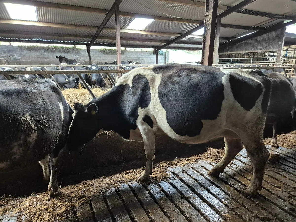 Clearance sale - Image 2