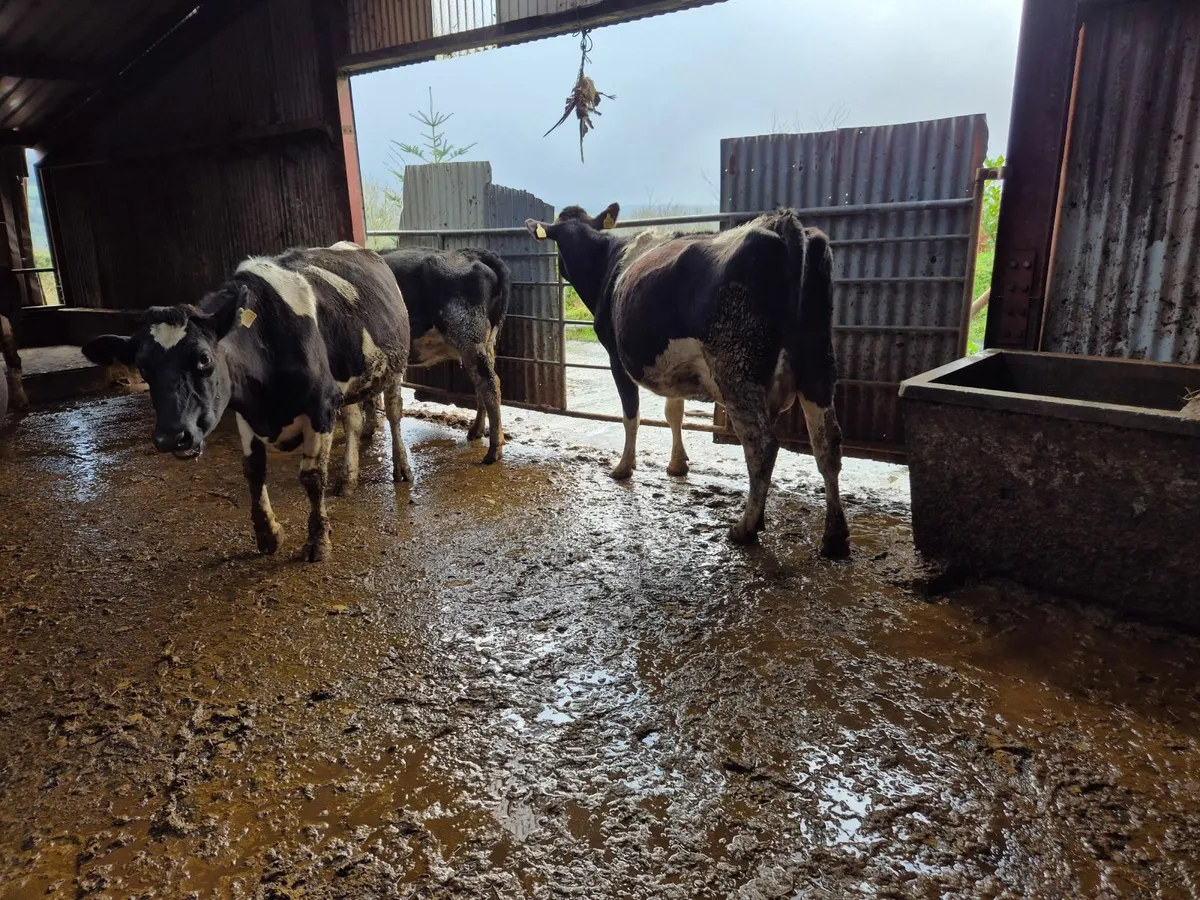 Clearance sale - Image 3