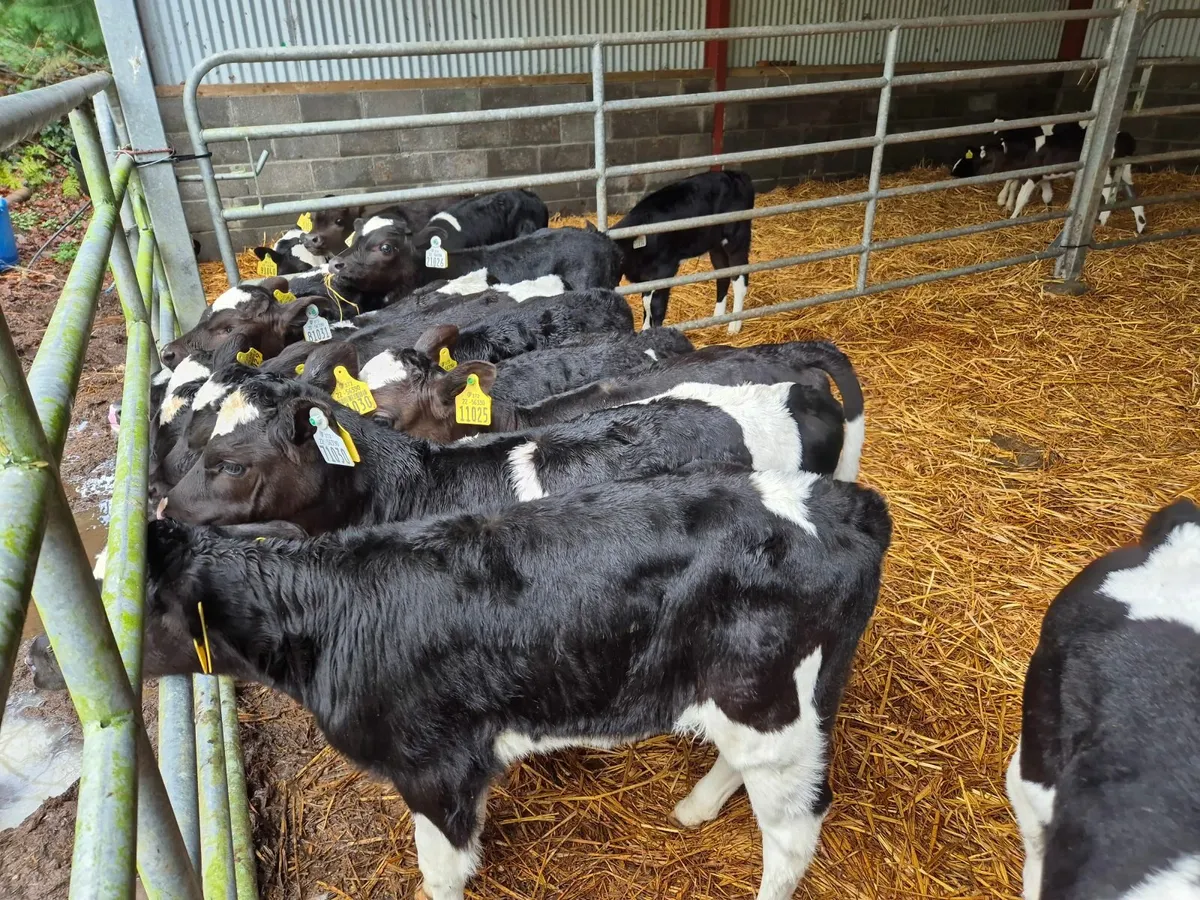 Clearance sale - Image 4