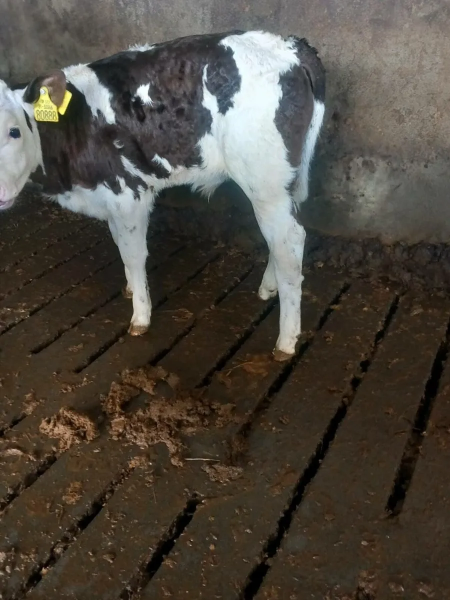 Bull calves - Image 4