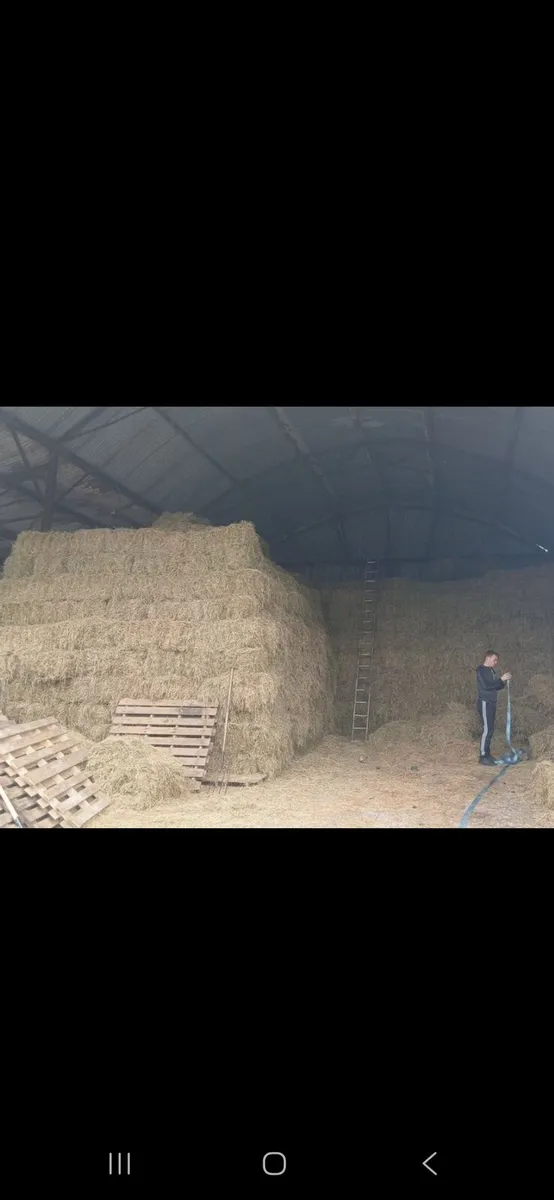 Hay for sale, small squares and rounds - Image 1