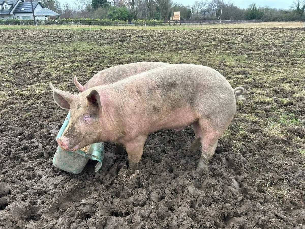 Free Range Pigs - Image 3