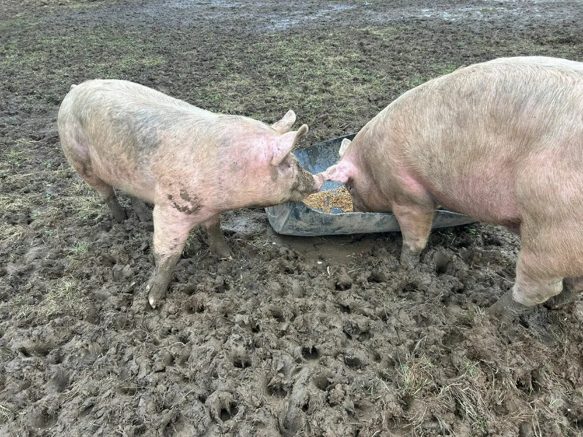 Free Range Pigs - Image 2