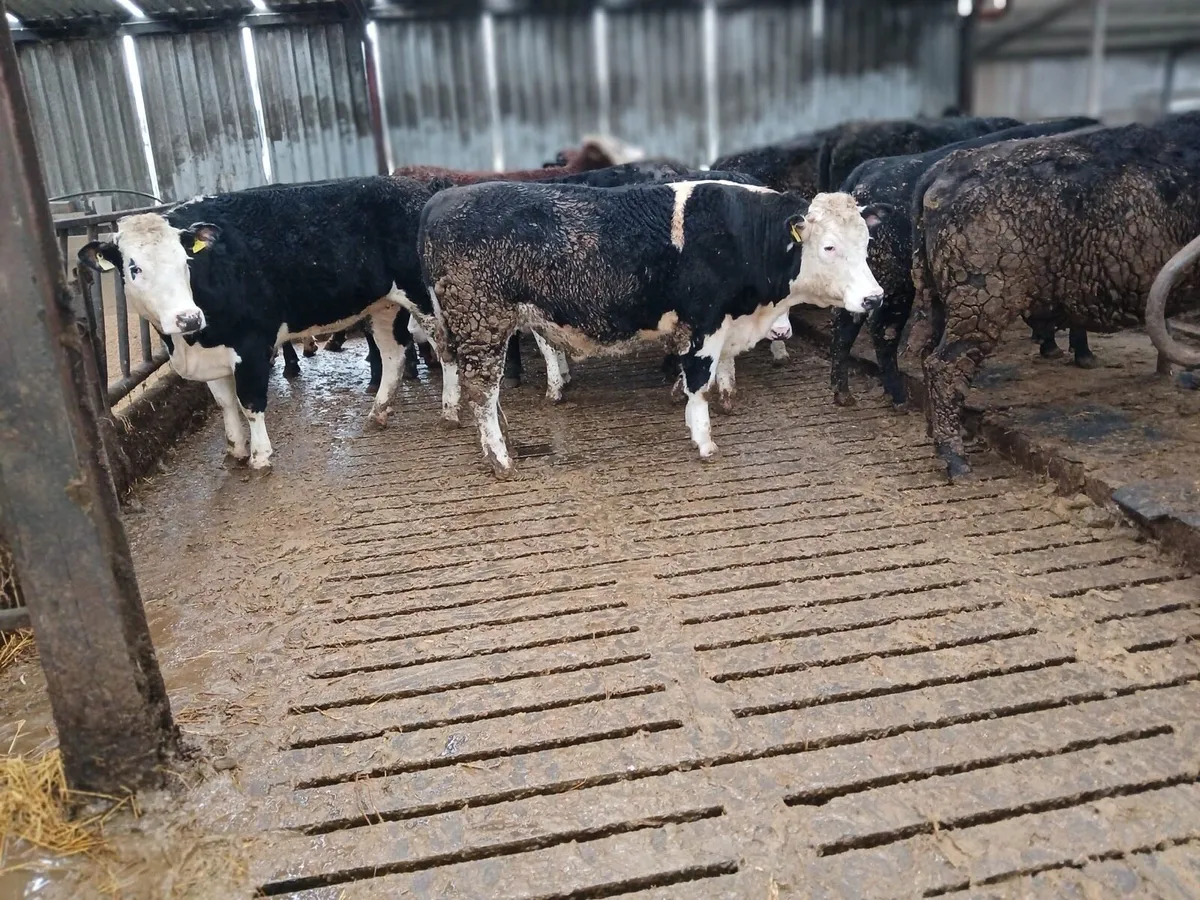 12 AA and HE heifers templemore mart tomorrow - Image 2