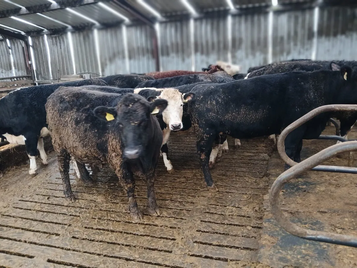 12 AA and HE heifers templemore mart tomorrow - Image 1