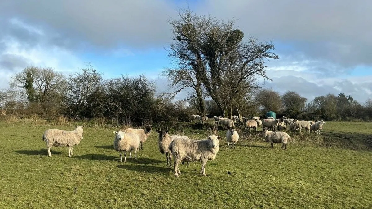 Sheep and Cattle - Image 2