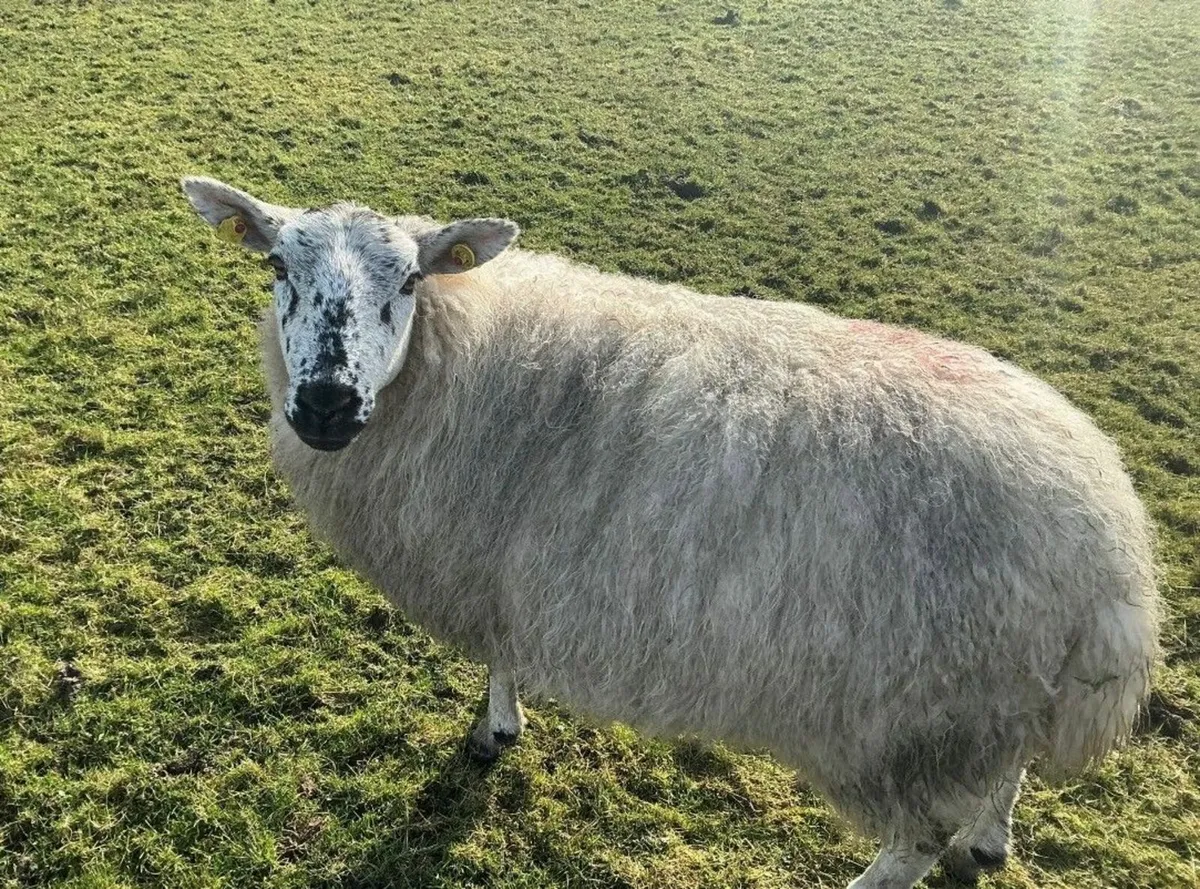 Sheep and Cattle - Image 3