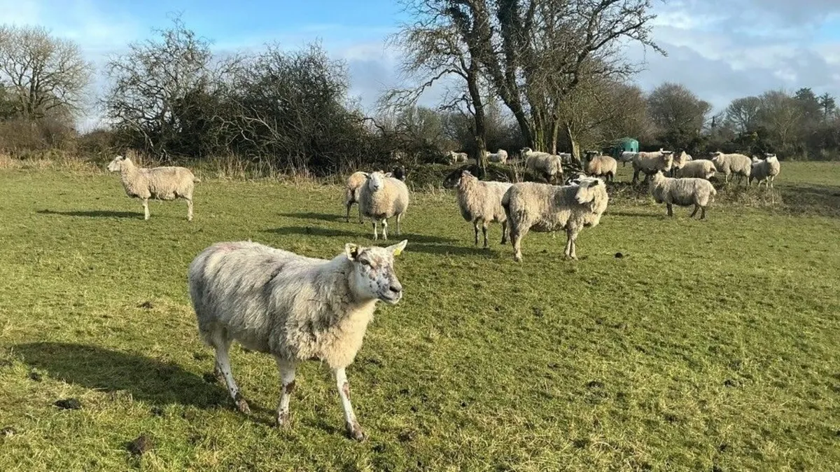 Sheep and Cattle - Image 4