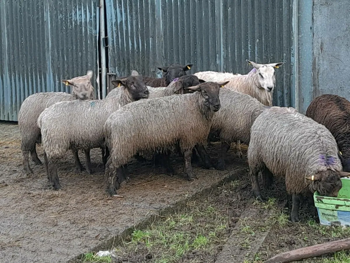 Heavy ram lambs over 60 kgs well fleshed - Image 1