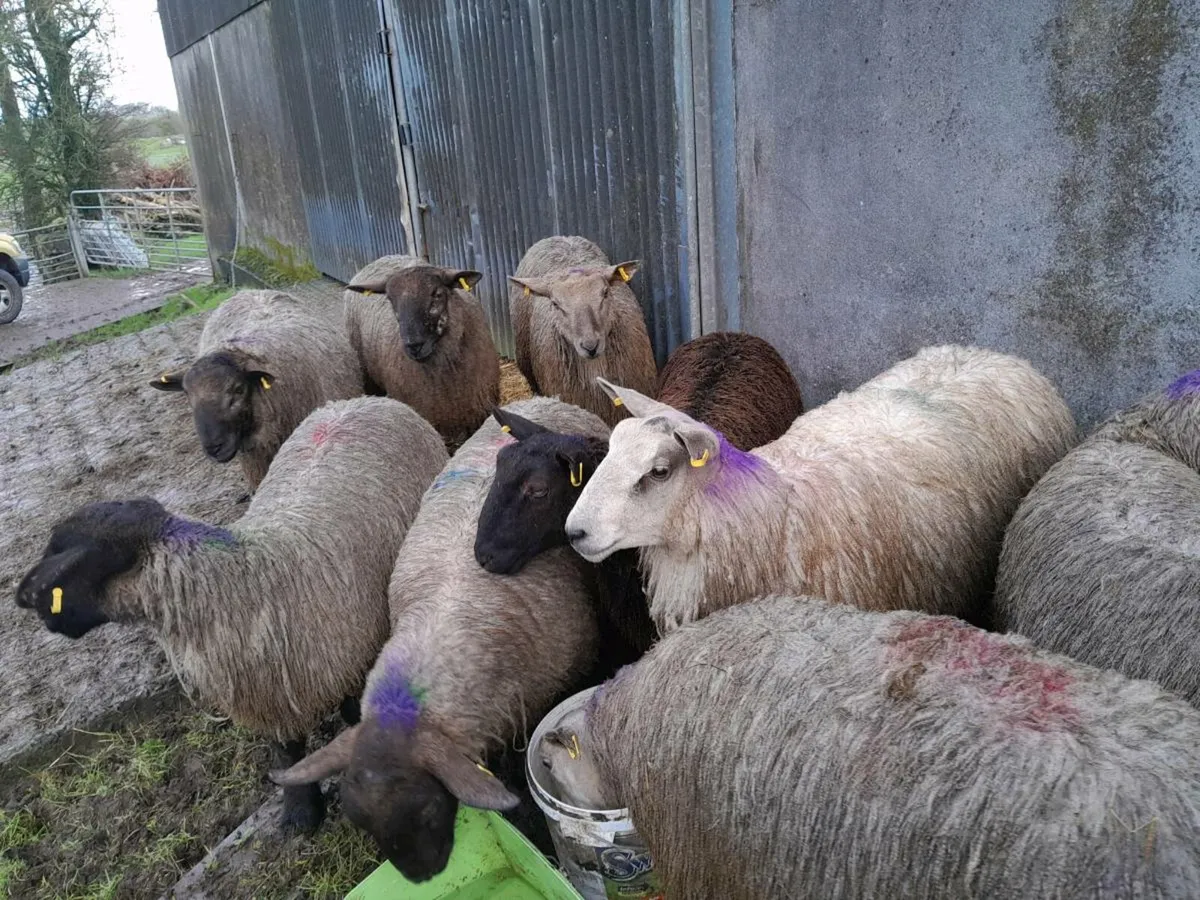 Heavy ram lambs over 60 kgs well fleshed - Image 2
