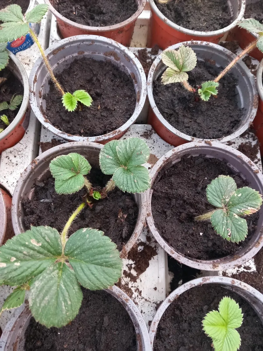 Strawberry plants - Image 3