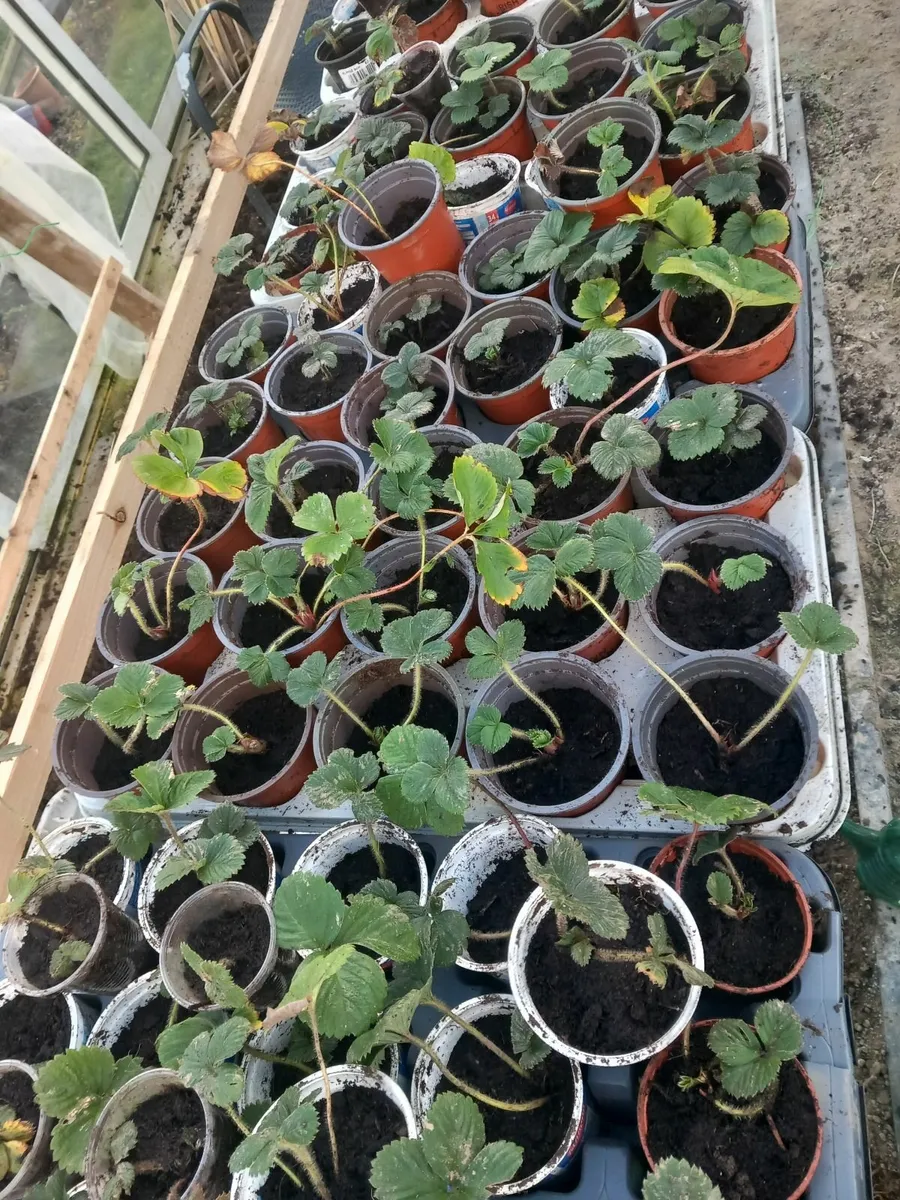 Strawberry plants - Image 2