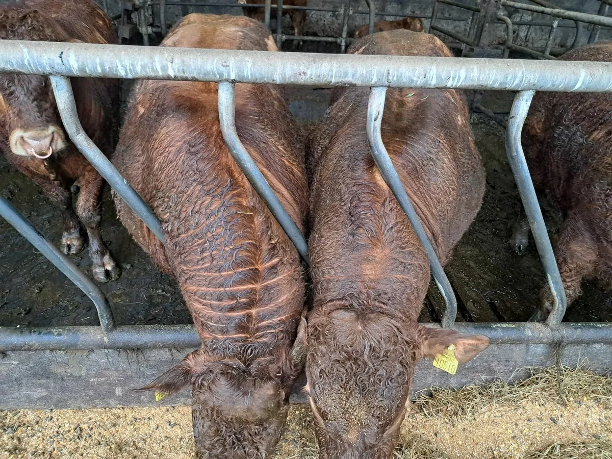 Ped limousin - Image 2