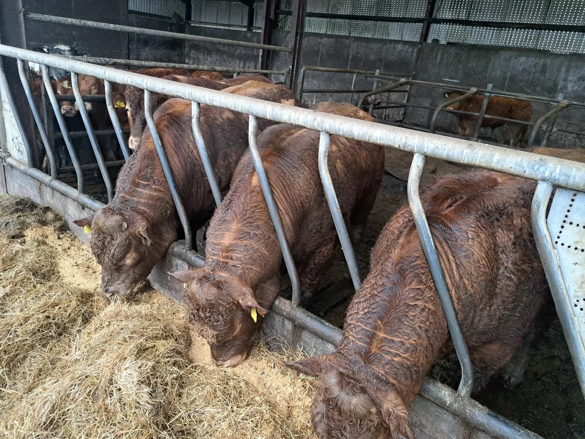 Ped limousin - Image 3