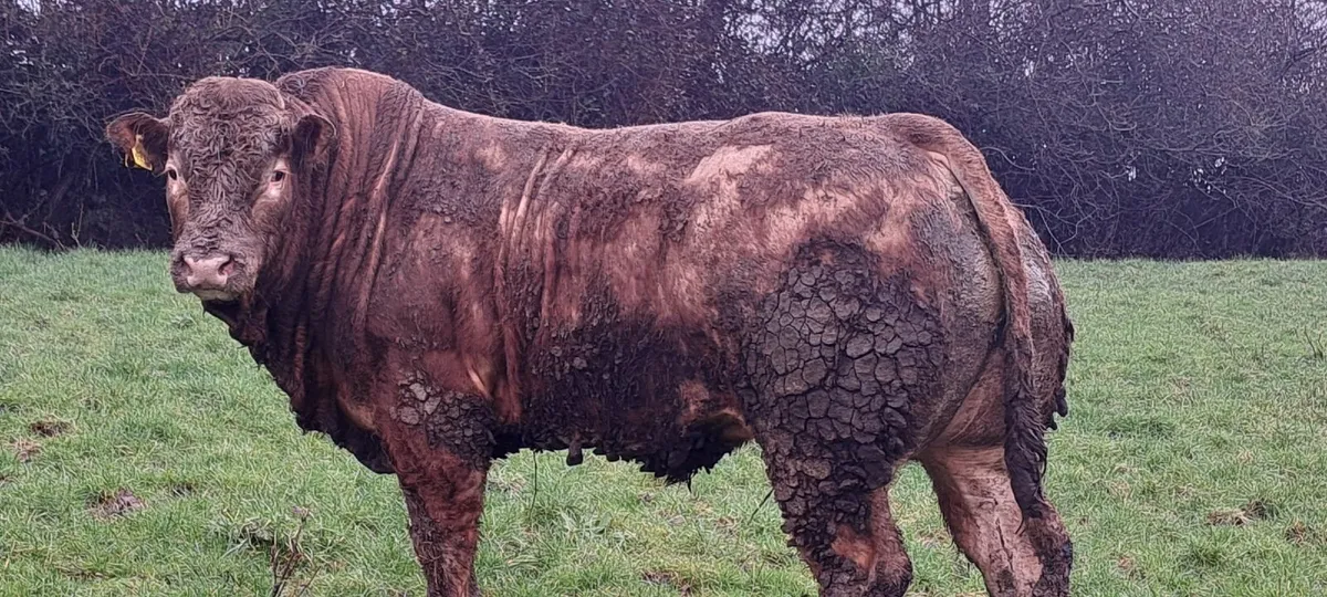 Ped limousin - Image 1