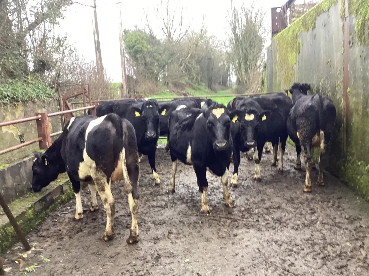 10 incalf heifers for sale - Image 2