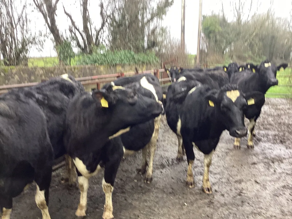 10 incalf heifers for sale - Image 3