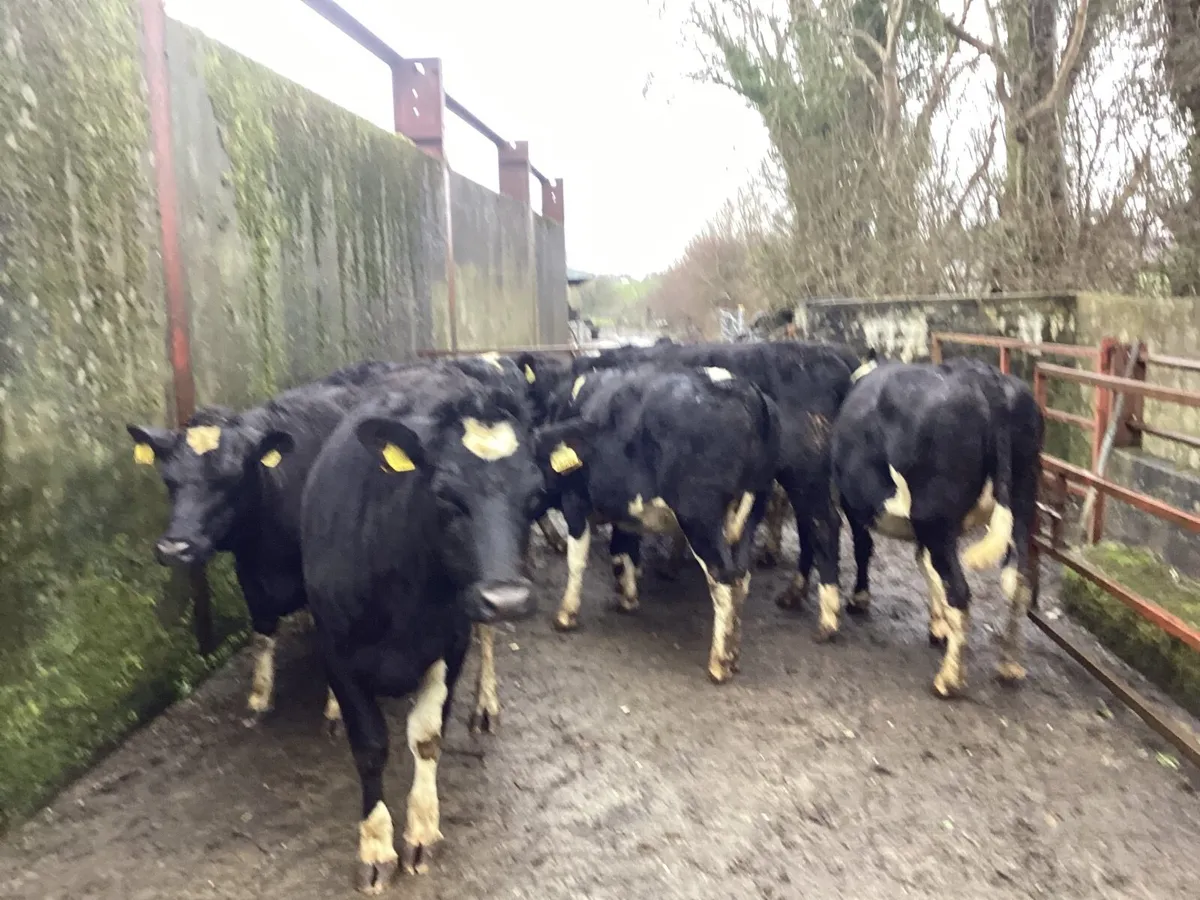 10 incalf heifers for sale - Image 4