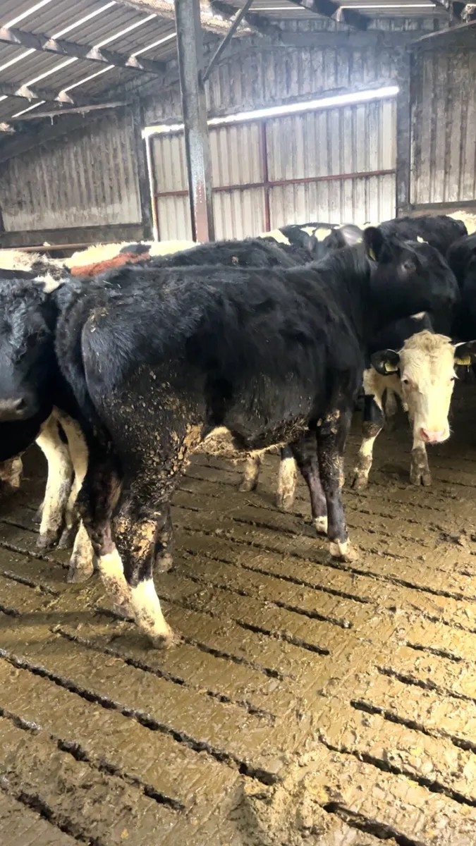 125 weanlings no movements - Image 3