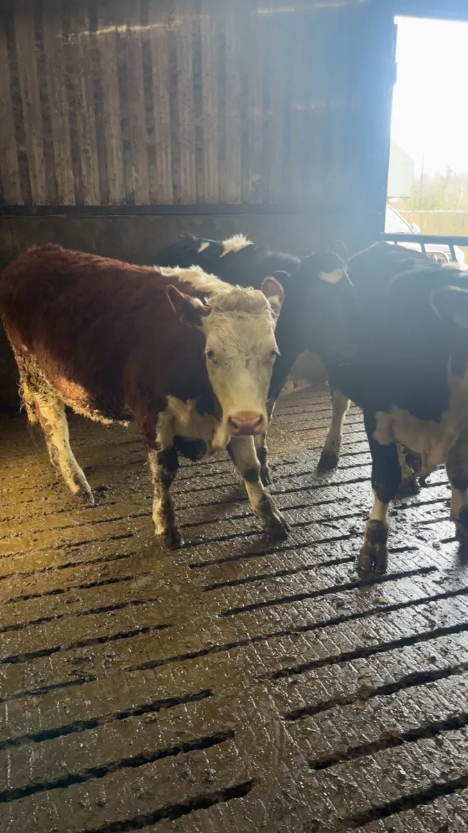 125 weanlings no movements - Image 4