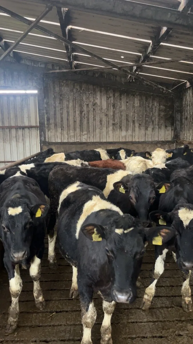 48 Friesian bullocks - Image 2