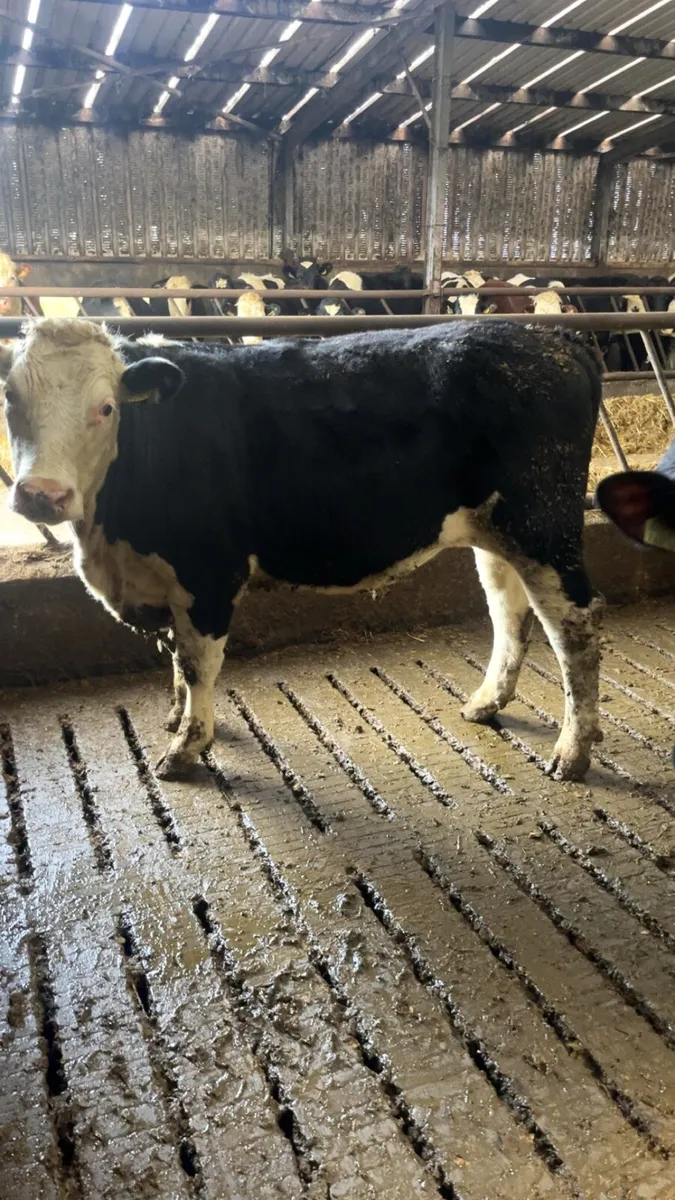 125 weanlings no movements - Image 2