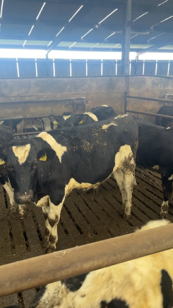 48 Friesian bullocks - Image 3