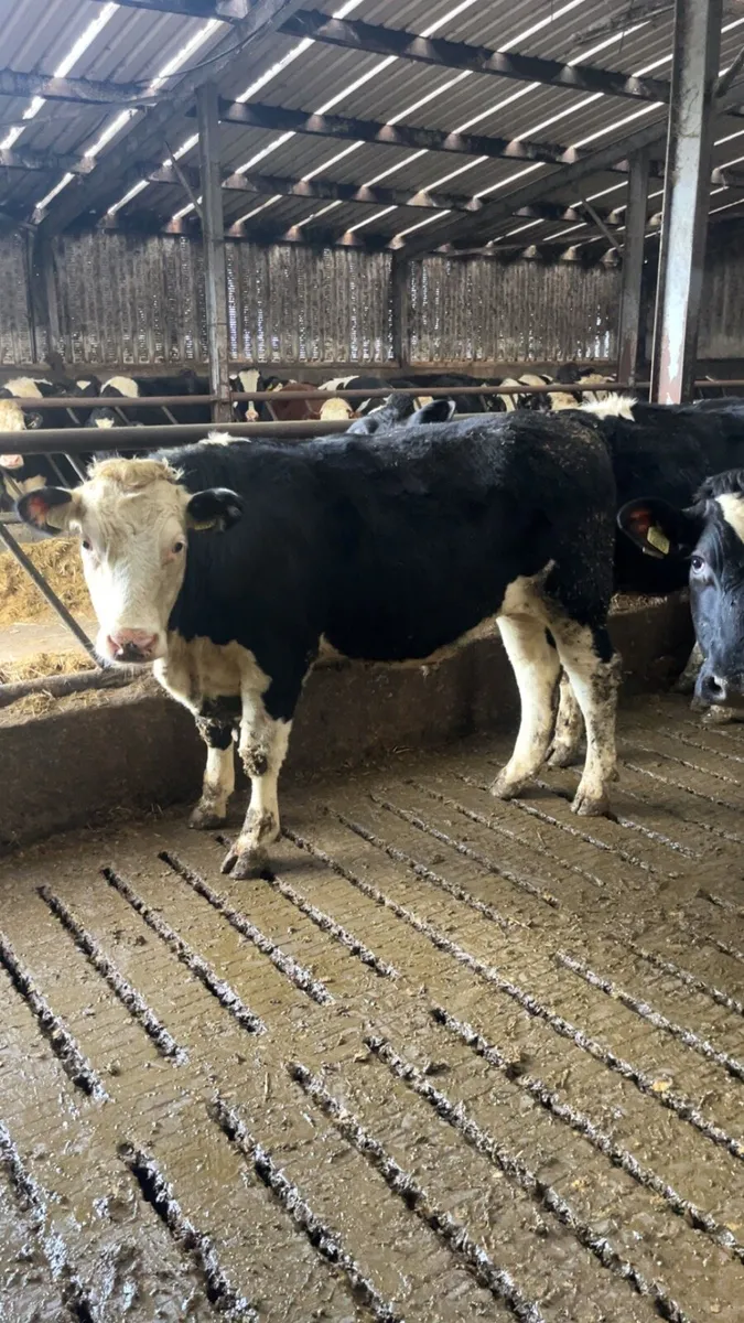 125 weanlings no movements - Image 1