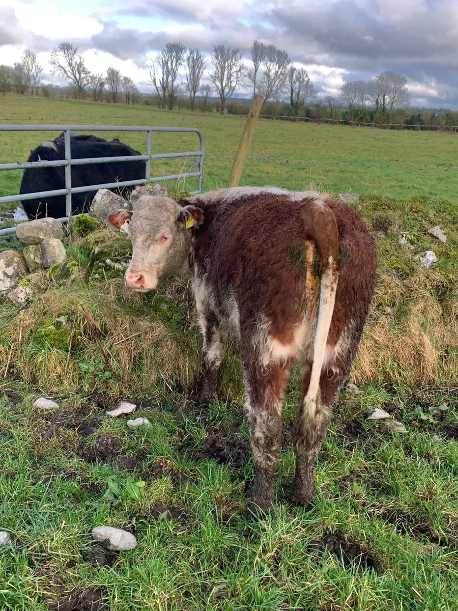 2 Super Red Hereford breeding  heifers for sale - Image 3